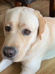 labrador retriever dog