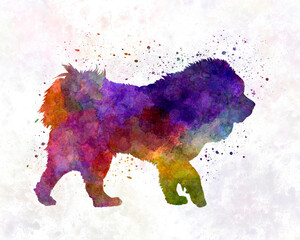 Tibetan Mastiff in watercolor