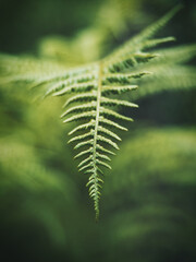 Farnblatt Nahaufnahme