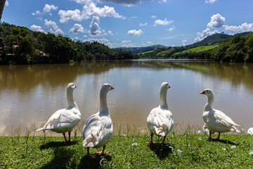 Obraz premium Ducks on the shore of a lake in Brazil