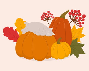 Cute cartoon cat sleeping on a pumpkin. Fun fall harvest theme. Vector illustration