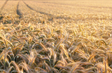 Wheat field on Ukraine