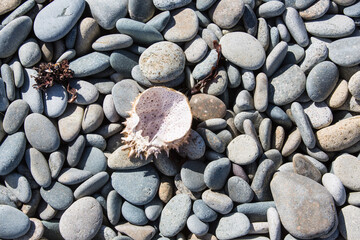 Multicolor pebbles with a shell of a crustacean at an atlantic beach in Brittany, France