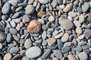 Multicolor pebbles with a shell of a crustacean at an atlantic beach in Brittany, France