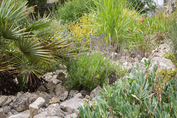 Mediterranean garden design and landscaping:Blooming lavender in a stony garden surrounded by...