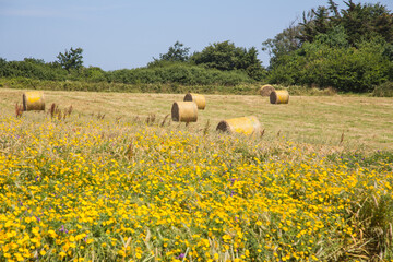 Agriculture and ecology: Furled hay bales at the field in summer after the harvest