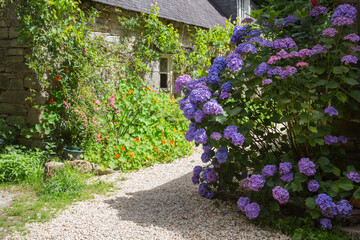 Vintage rural garden design and landscaping: Huge and lush blooming blue violet hydrangea in the...