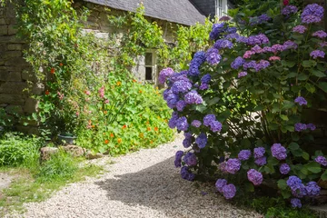 Gardinen Vintage rural garden design and landscaping: Huge and lush blooming blue violet hydrangea in the front garden of an old house or cottage in Brittany, France © blickwinkel2511