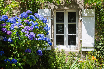Fototapeta na wymiar Vintage rural garden design and landscaping: Huge and lush blooming blue violet hydrangea in the front garden of an old house or cottage in Brittany, France