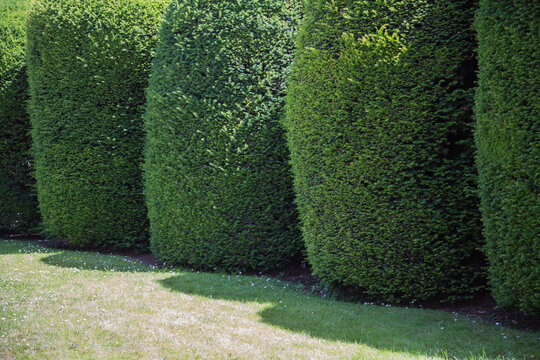 Modern garden design and landscaping: A row of round cut conifers with light and shadow in the garden