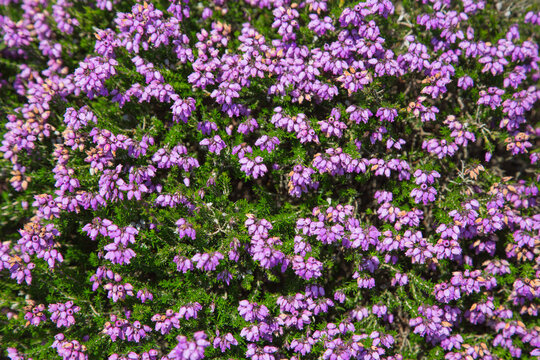 Blooming heather or erica or calluna at Cap Fréhel, Brittany, France, close up, nature, texture, background