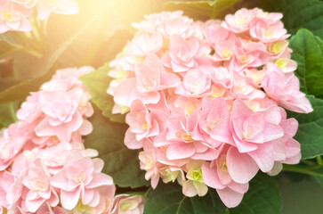 Fototapeta premium Bush of blooming pink Hydrangea or Hortensia flowers