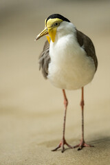 black crowned crane