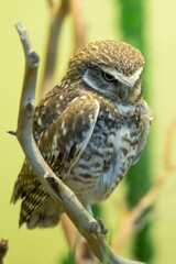 bird on a branch