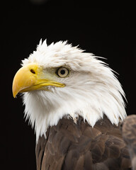 bald eagle portrait