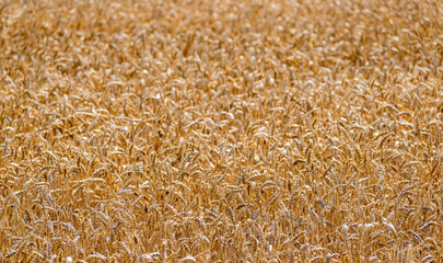 Field of ripe grain pros tick into the distance blurred