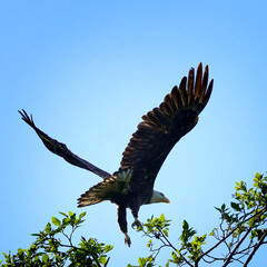 Bald Eagle taking off in Nanaimo, Vancouver Island, British Columbia - 518300294