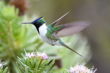 Horned Sungem in flight