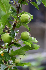 Apple fruit on the branch soaked in the rain