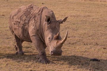 Obraz premium Baby Rhino with The Mother in the Wilderness of Kenya.