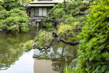 Fototapeta na wymiar 日本庭園 松