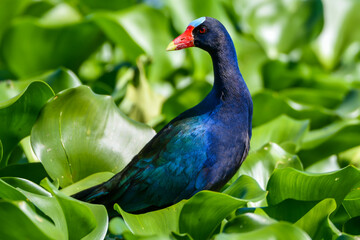 Purple gallinule