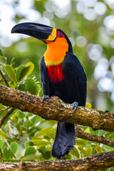 Channel-billed Toucan © Leandro