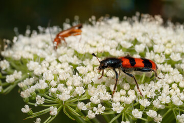 Trichodes apiarius  on white flowers. It is an hairy small beetle with shining blue or black head and scutellum