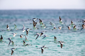 Crab Plover, Dromas ardeola