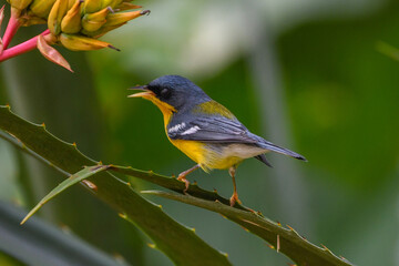 Tropical Parula