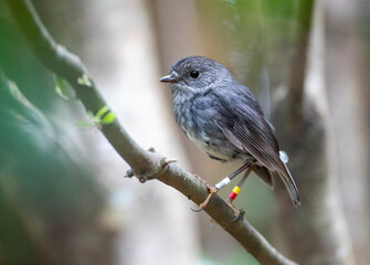 North Island Robin, Petroica longipes