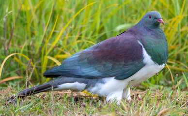 Fototapeta premium New Zealand Pigeon, Hemiphaga novaeseelandiae