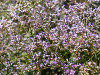 (Limonium latifolium) Sea Lavender or large statice. Tall airy stalks of fine blue-lavender star-shaped flowers with with rose colored eyes on low mound of oval bluish-green foliage