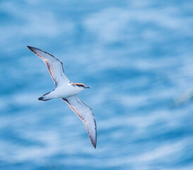 Buller's Shearwater, Ardenna bulleri