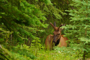 Young male elk resting in the woods - 518301872