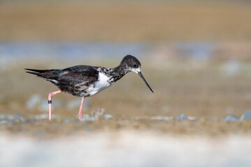 Black Stilt, Himantopus novaezelandiae