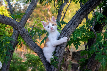 Naklejka na ściany i meble Little kitten plays among tree branches closeup