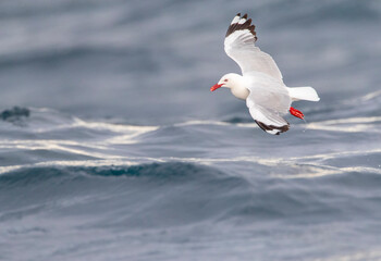 Red-billed Gull, Chroicocephalus novaehollandiae scopulinus