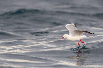 Red-billed Gull, Chroicocephalus novaehollandiae scopulinus