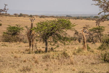 Giraffe in Masai Mara Game reserve of Kenya...
