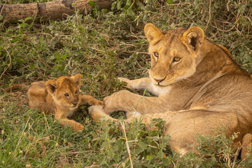 Lion in Masai Mara Game Reserve of Kenya.