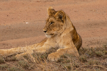 Fototapeta na wymiar Lion in Masai Mara Game Reserve of Kenya.