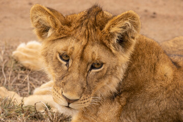 Lion in Masai Mara Game Reserve of Kenya.