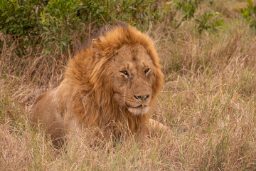 Lion in Masai Mara Game Reserve of Kenya.