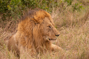 Obraz na płótnie Canvas Lion in Masai Mara Game Reserve of Kenya.