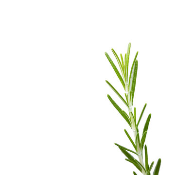 rosemary leaves twing isolated in white background mediteranea herb