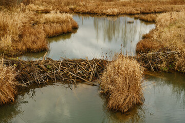 Fototapeta premium Landscape of a river with a beaver dam in autumn. Selective focus