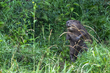 Eurasian beaver (Castor fiber), Carpathians, Bieszczady, Poland. - obrazy, fototapety, plakaty