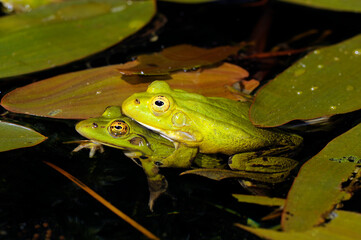 Kleiner Wasserfrosch - Pärchen // Pool frog - couple (Pelophylax lessonae) - Germany
