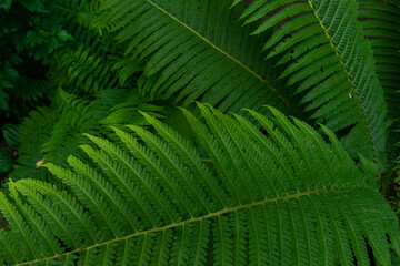 Naklejka na ściany i meble Layout made from green leaves fern. Flat lay. Nature fern leaf background.